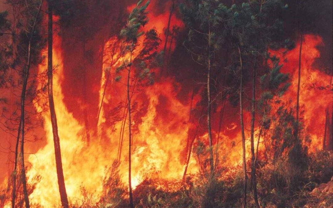 Zonas devastadas estaban infestadas por plagas en plantaciones forestales