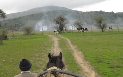 Región del Maule: El Arbolillo resiste a industria porcina COEXCA: defectos y omisiones del proyecto “San Agustín del Arbolito”