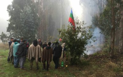Chol-Chol: Comunidad Koiwe Painemal retoma recuperación a fundo ocupado por forestal Probosque