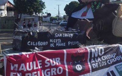 Maule, zona de sacrificio ambiental: Comunidad exige clausura de planta de agroindustria porcina COEXCA