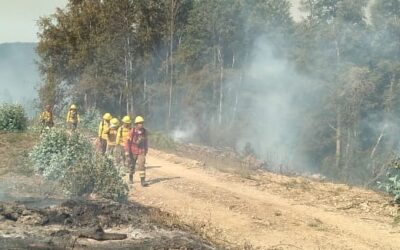 Incendio forestal en cerros Manquimávida y Caracol alcanza Reserva Nonguén afectando hectáreas de bosque nativo