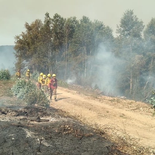 Incendio forestal en cerros Manquimávida y Caracol alcanza Reserva Nonguén afectando hectáreas de bosque nativo