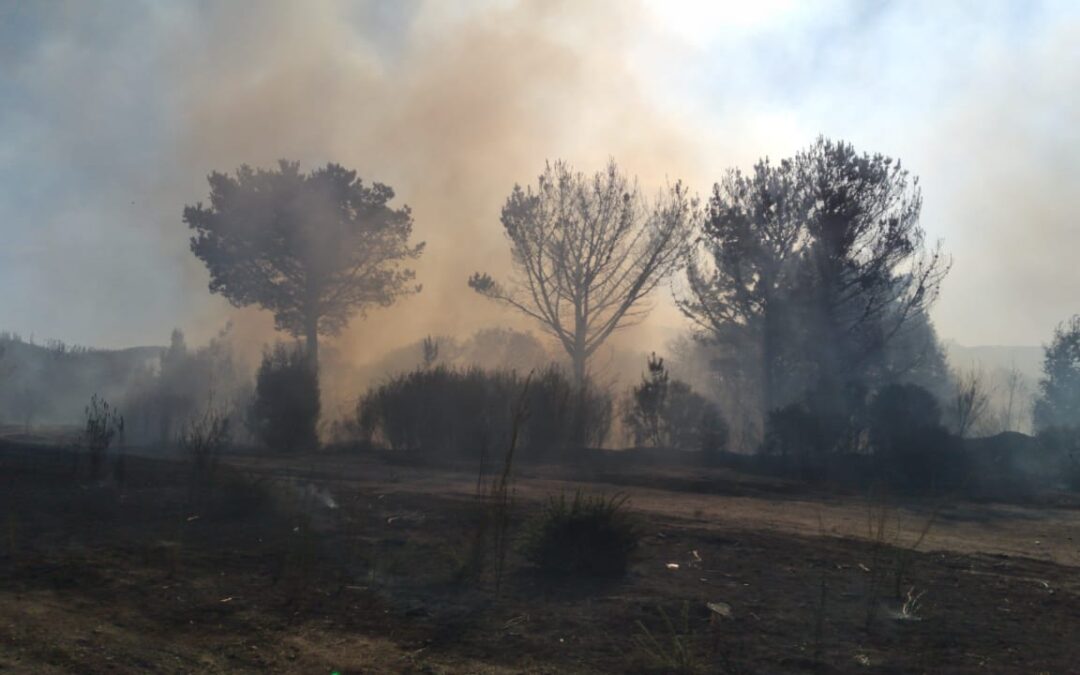 [Incendio forestal – Arauko] Incendio forestal produjo la pérdida de bosque nativo en la zona de llico al interior.