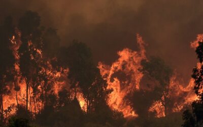 COMUNICADO PÚBLICO SOBRE EL INCENDIO FORESTAL ASAMBLEA MEDIOAMBIENTAL AUTOCONVOCADA DE LOS PINOS