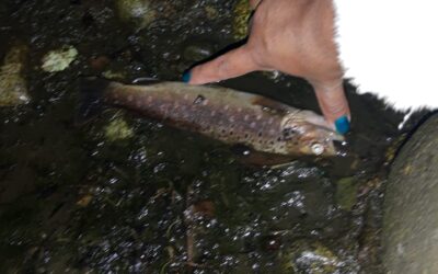 [Audio] Desastre ecológico en Villarrica, secan afluente del canal Aiyinko