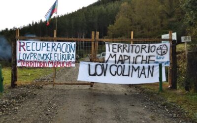 [Comunicado] Lov Provoque y Lov Coliman del territorio lavkenche Elicura inician recuperación territorial
