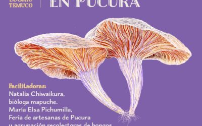 Ficwallmapu convoca a taller presencial, saberes territoriales desde la conservación de los hongos o mapu küfüll