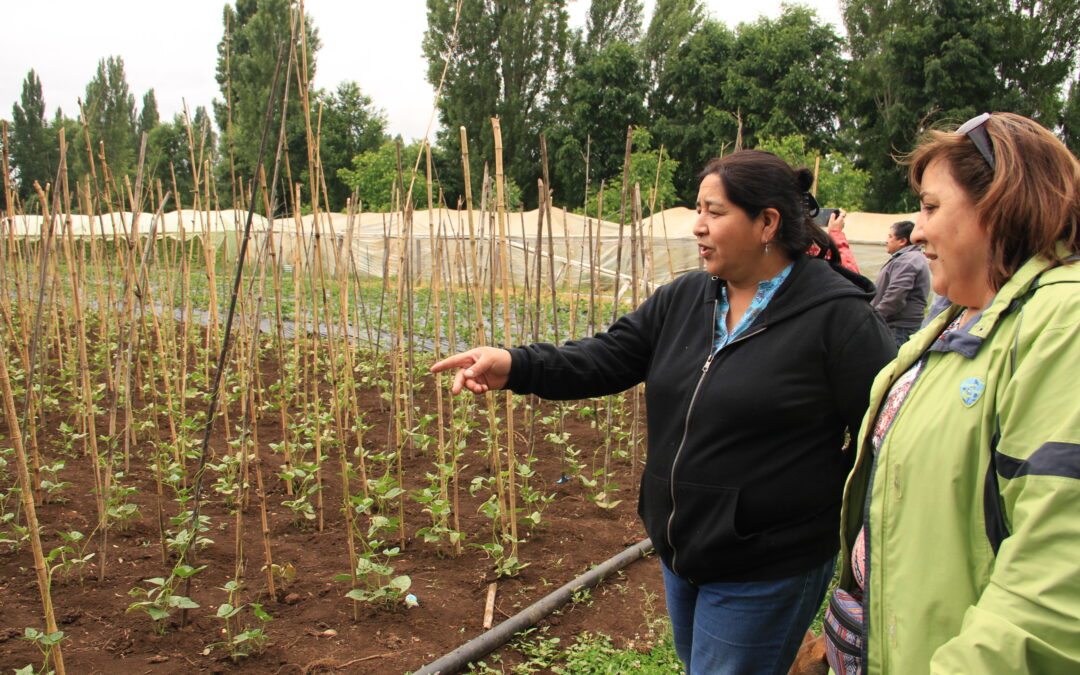 [Escucha 🎧] Productoras hortaliceras de Temuco y Padre de las Casas llaman a consumir alimentos locales