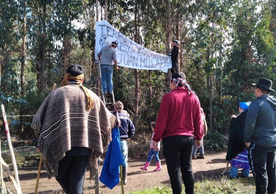 [Comunicado] Cholchol: Lof Juan Millapan inicia recuperación de tierra en predio de Bosques Cautín