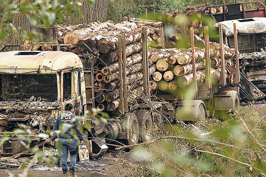 La CAM aclara: El gran problema son las mafias madereras, no la reapropiación de recursos mapuche