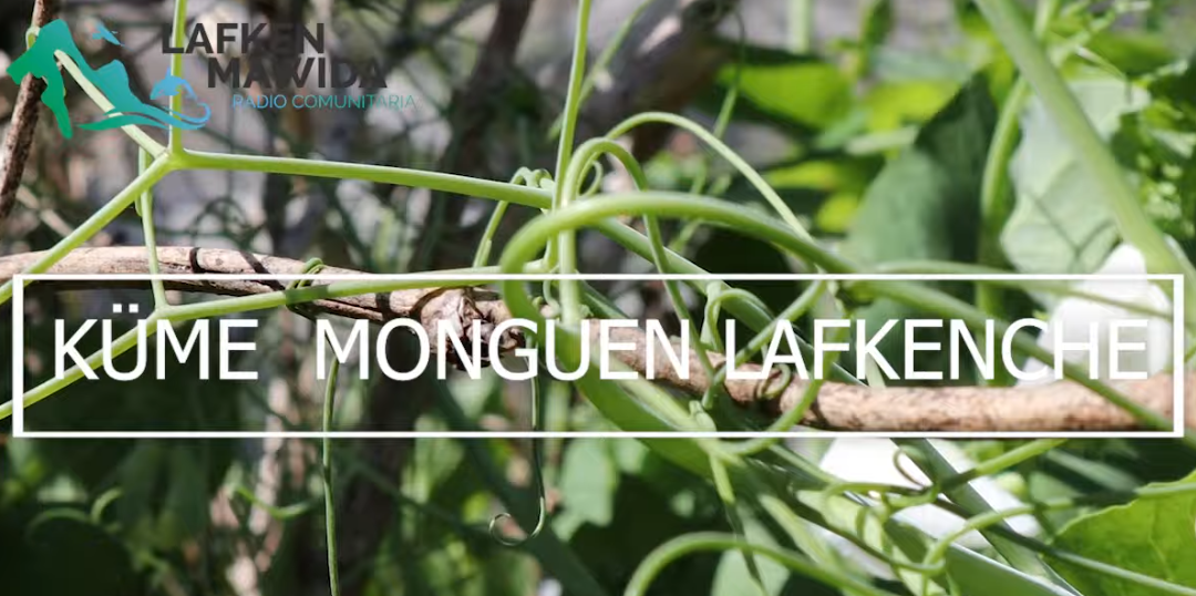«Küme Monguen Lafkenche» – Radio Lafken Mawida lanza serie mini documental