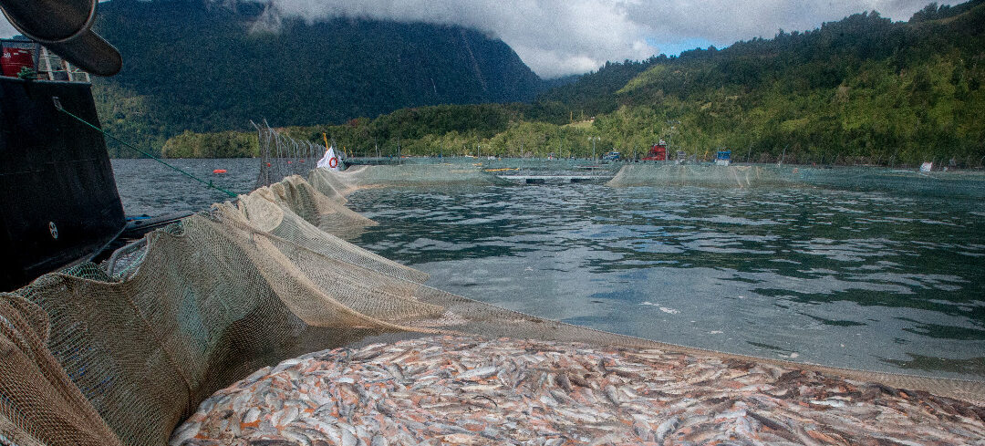 Alerta desde Isla Leucayec por proyecto salmonero de empresa Camanchaca en área indígena y de interés para la biodiversidad