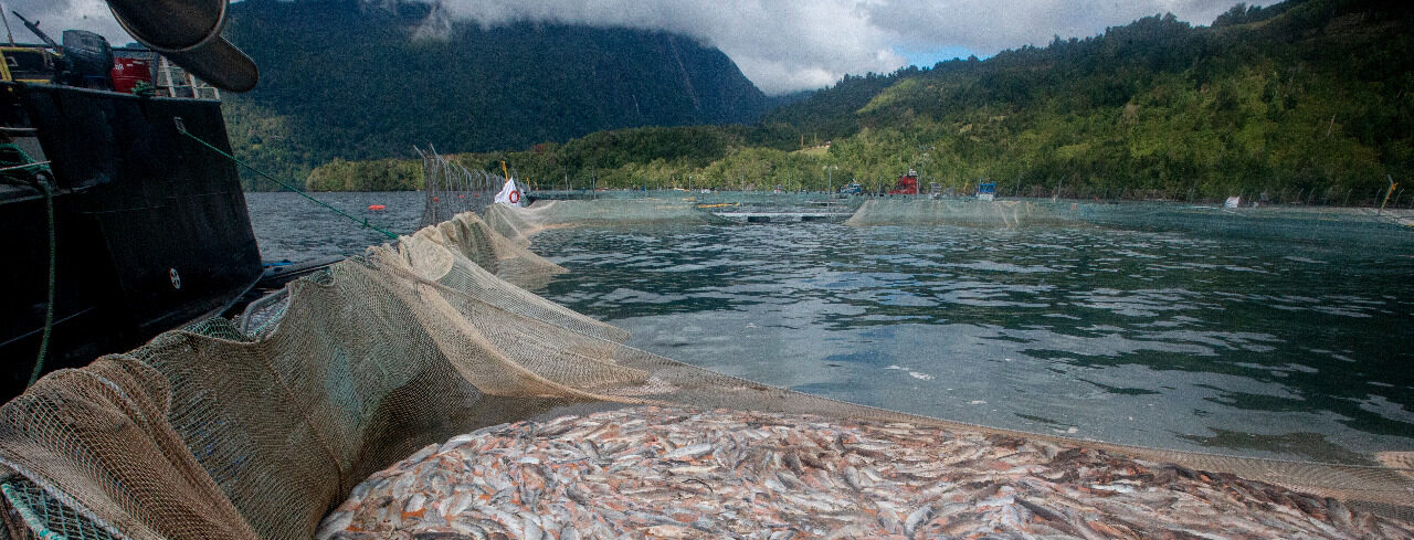 Animal de Radio» denuncia pesca furtiva de salmones con redes y arpones -  EL Diario de la Araucanía