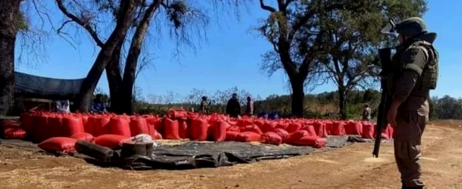 Estado de Chile vulnera derecho a la alimentación del pueblo Mapuche manteniendo incautado el grano de Temucuicui