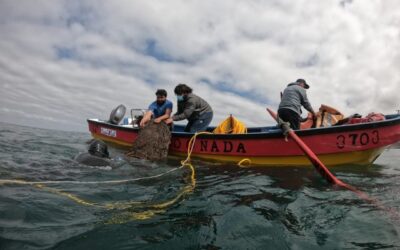 Industria salmonera y acuicultura a pequeña escala: controvertida Resolución de Subpesca genera malestar en comunidades