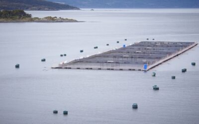 Remezón en el sur de Chile: Habría 400 concesiones acuícolas salmoneras con causal de caducidad