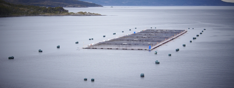 Remezón en el sur de Chile: Habría 400 concesiones acuícolas salmoneras con causal de caducidad