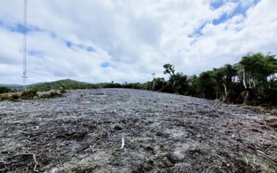 Ingresan importante denuncia de tala ilegal sobre turberas en controversial proyecto eólico de Chiloé