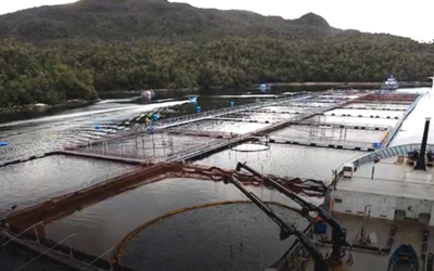 Revelan graves daños de salmoneras en Parques Nacionales: Exigen su salida de áreas protegidas en la Patagonia