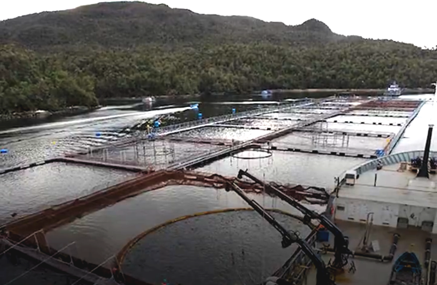 Revelan graves daños de salmoneras en Parques Nacionales: Exigen su salida de áreas protegidas en la Patagonia