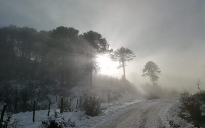 Comunidades de territorio Pewenche de Lonquimay acusan persecución laboral a defensores del pewen