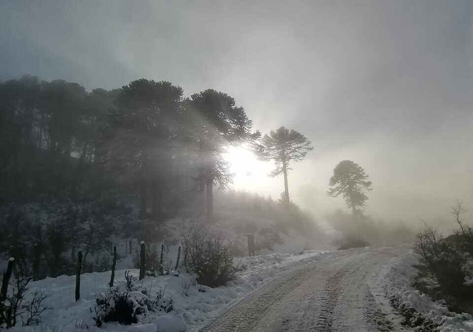 Comunidades de territorio Pewenche de Lonquimay acusan persecución laboral a defensores del pewen