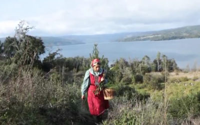 Machi Miriam Mariñan, su rewe y espacio ceremonial del lago Lleu-Lleu amenazados por forestal Mininco
