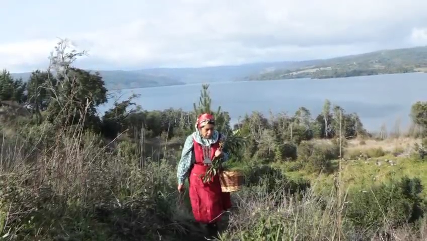 Machi Miriam Mariñan, su rewe y espacio ceremonial del lago Lleu-Lleu amenazados por forestal Mininco