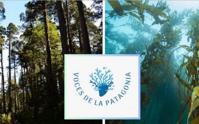 Tercer episodio del podcast Voces de la Patagonia: Pulmones del planeta en el fin del mundo, el poder oculto de los bosques azul y verde de la Patagonia