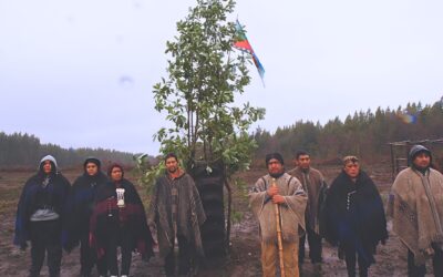 Reportaje: Lof Rayen Mapu de Collipulli “No es de Mininco, es nuestro territorio”