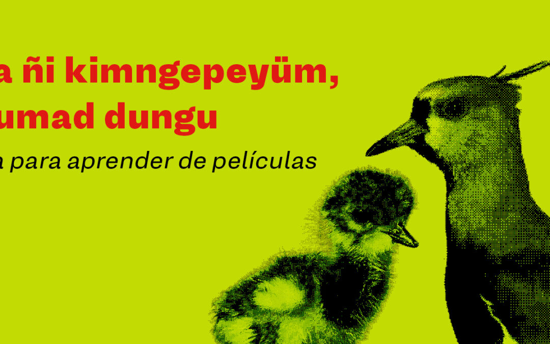 Educadores de La Araucanía: Treile Media abre convocatoria para su Escuela de mediación de cine