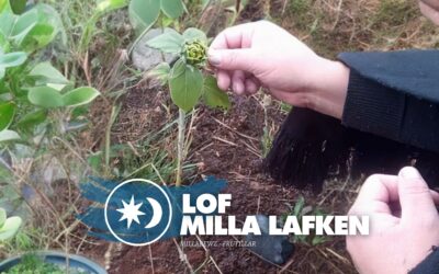 Lof Milla Lafken denuncia actuar engañoso de la empresa eólica Trumao para conseguir aprobación