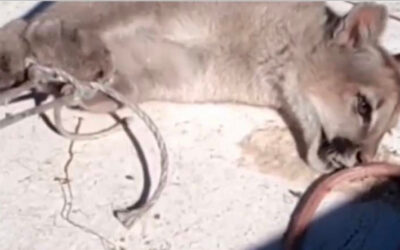 Lof Cayun Panicheo del Valle del Puelo manifiesta su repudio ante la matanza de una población de pumas del territorio