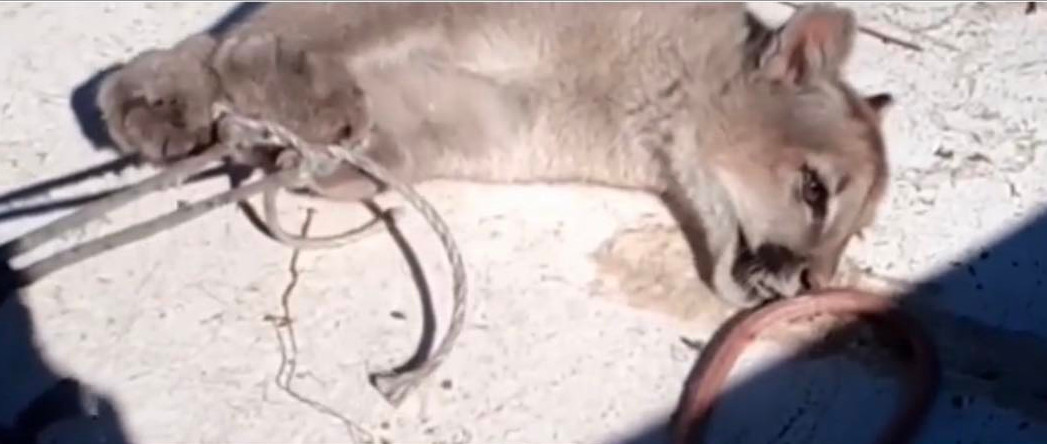 Lof Cayun Panicheo del Valle del Puelo manifiesta su repudio ante la matanza de una población de pumas del territorio