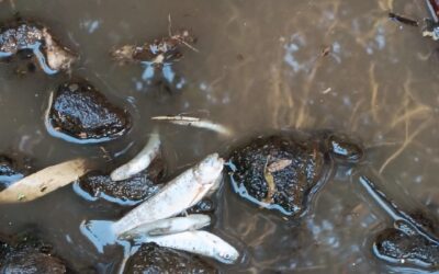 Comunidades Mapuche reducción LLancamil, Luisa Coliman denuncian daños irreparables en el río Perquenco