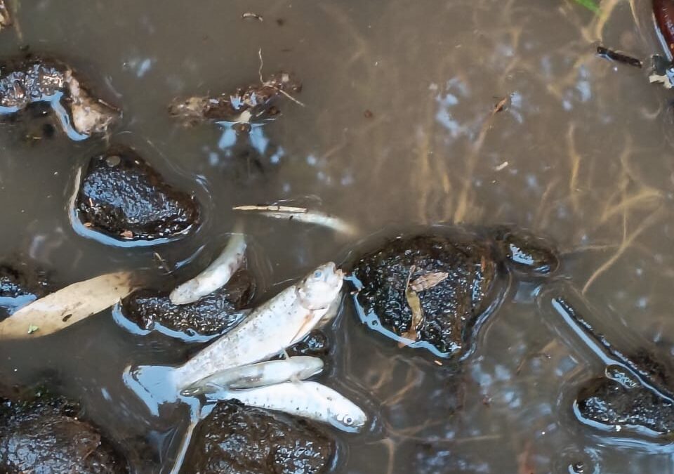 Comunidades Mapuche reducción LLancamil, Luisa Coliman denuncian daños irreparables en el río Perquenco