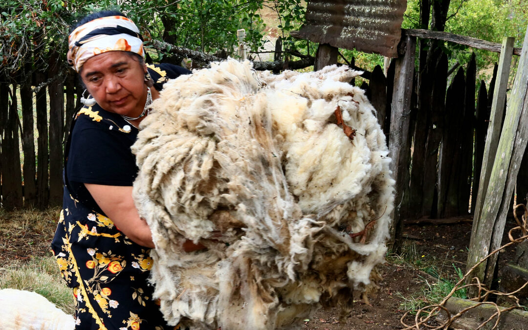 «Tejiendo la memoria del Ñimin en Kunkomapu»: La puesta en valor del patrimonio textil Mapuche Williche