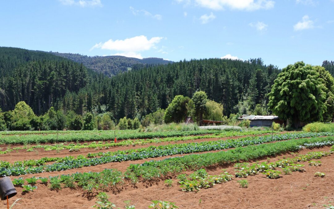 La decisión de la Comisión Regional de Evaluación Ambiental de Los Ríos que vulnera el derecho a la religiosidad mapuche